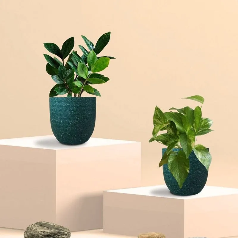 Greenkin ZZ & Gold King Live Plants (Green) - Set Of Two media 3