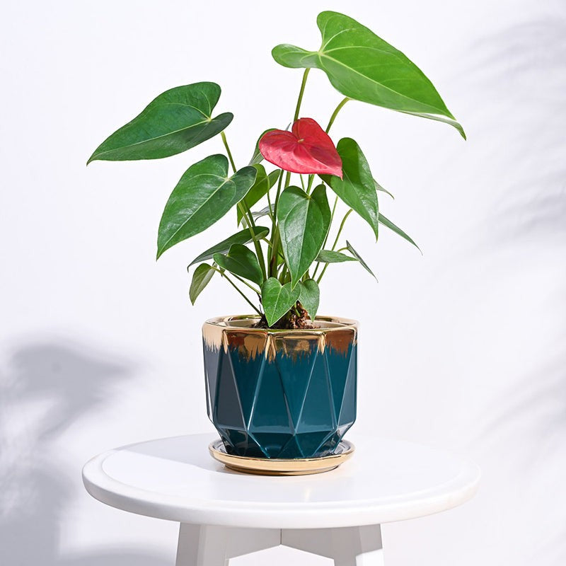 Ugaoo Geometri Ceramic Planter - Blue media 2