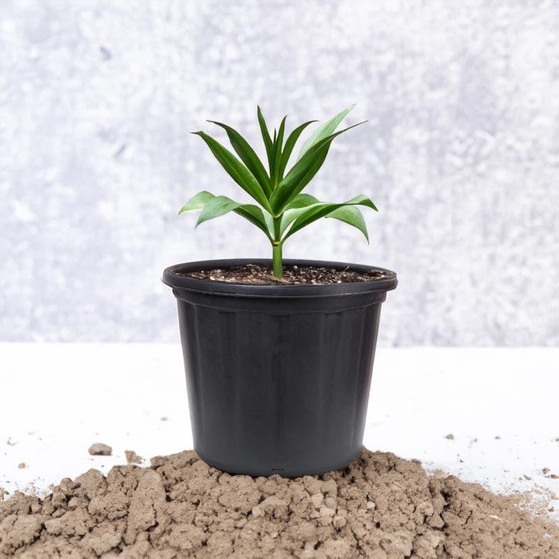 Ugaoo UV Treated Black Plastic Pot (25 CM) - Set Of Three media 3