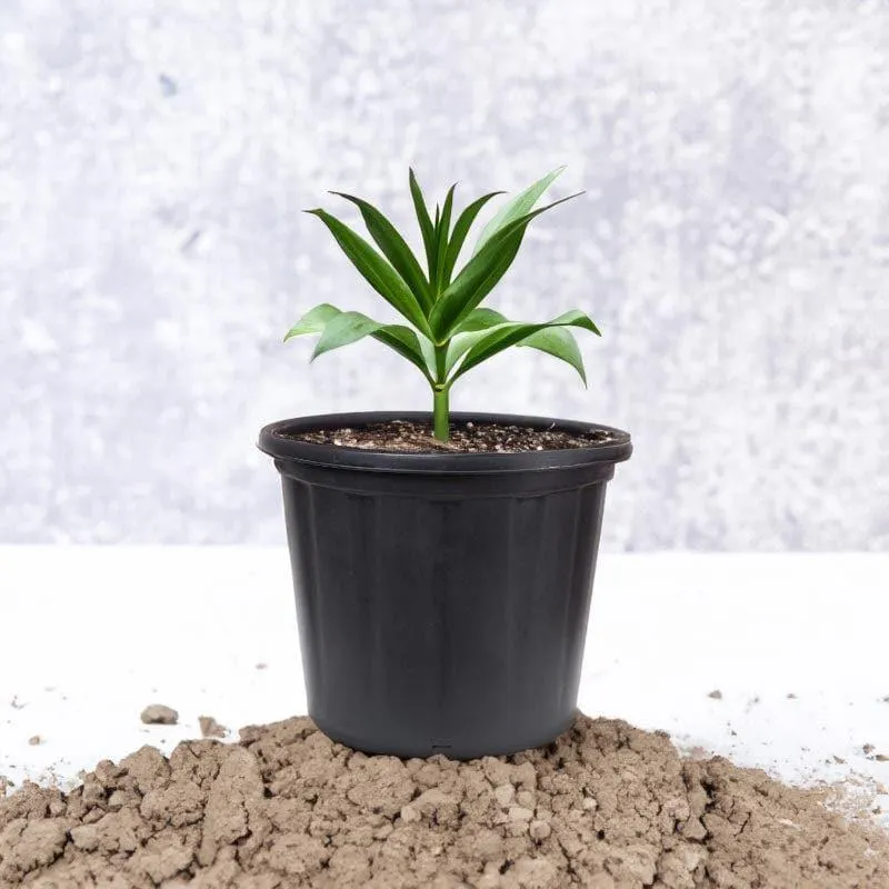 Black plant pot holding a green plant outdoors