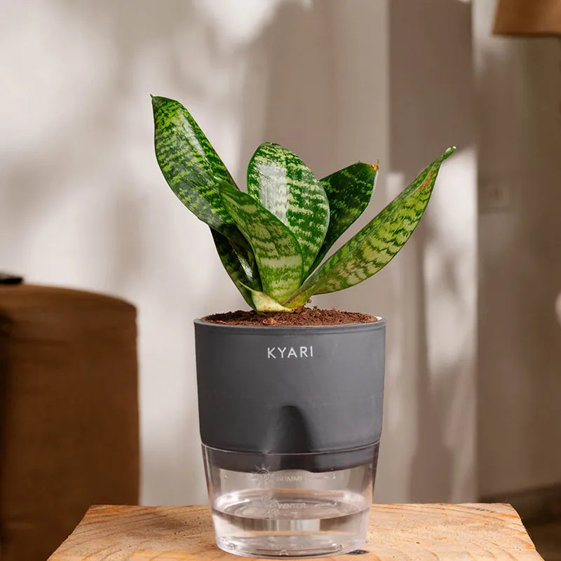 Kyari Sansevieria Snake Plant With Pot (Grey) - 18 cm media 1