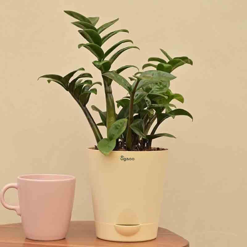 Ugaoo Dwarf ZZ Plant media 6