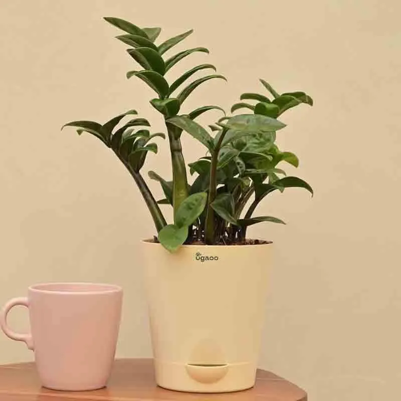 Ugaoo Dwarf ZZ Plant media 6