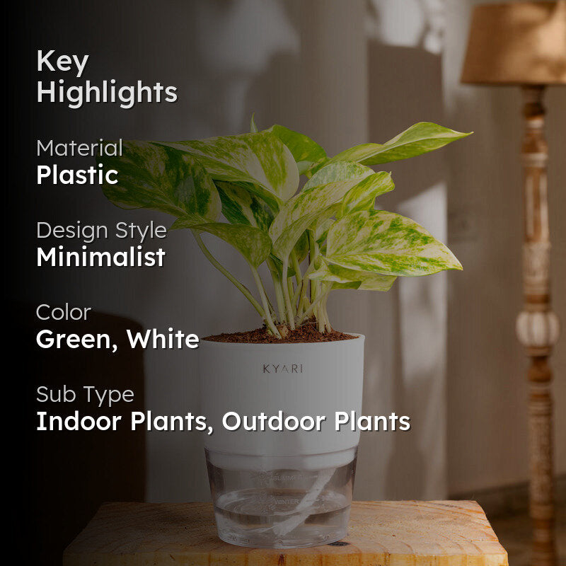 Kyari Money Variegated Plant With Self Watering Pot (White) - 18 cm media 2