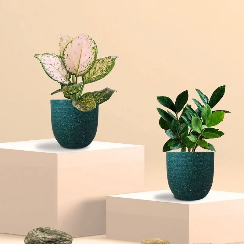 Greenkin ZZ & Aglaonema Wishes Live Plants (Green) - Set Of Two media 3