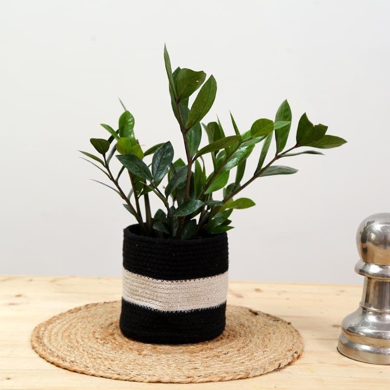 Clay Garden Cotton Planter media 3
