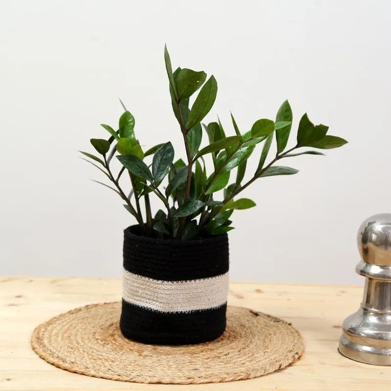 Clay Garden Cotton Planter media 3