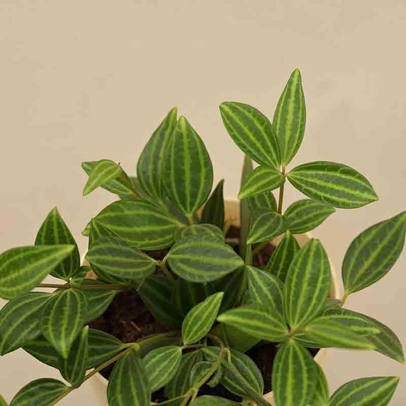Ugaoo Peperomia Angulata Plant media 6