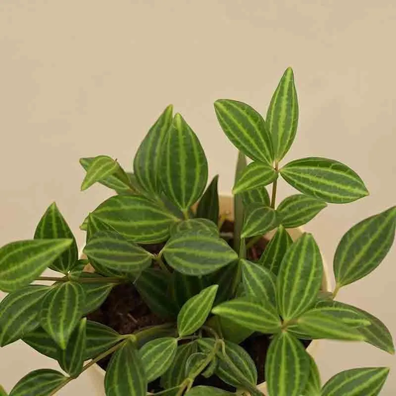 Ugaoo Peperomia Angulata Plant media 6
