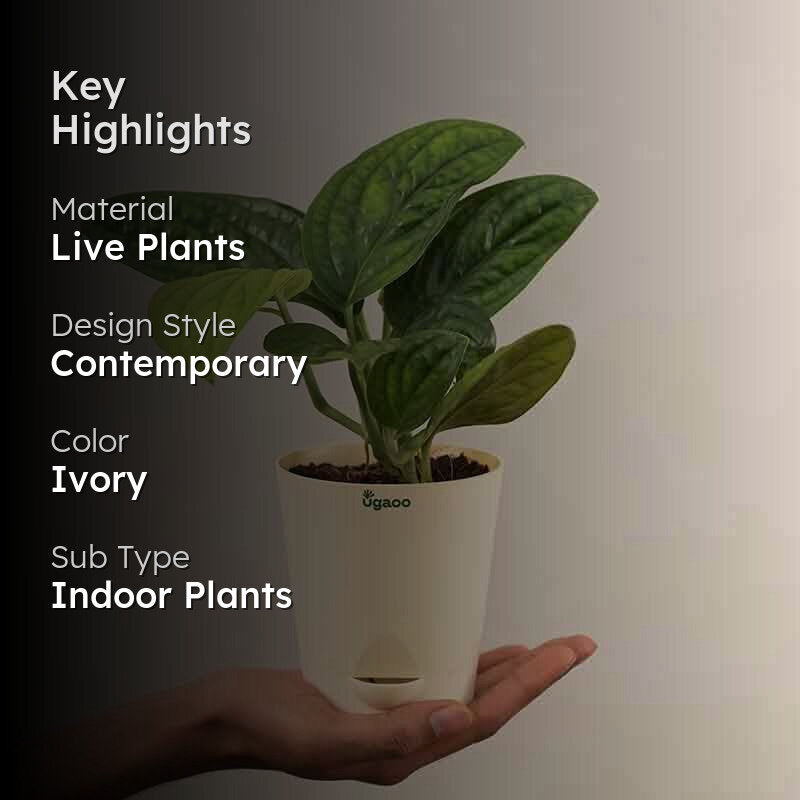 Ugaoo Monstera Peru Green Plant media 2