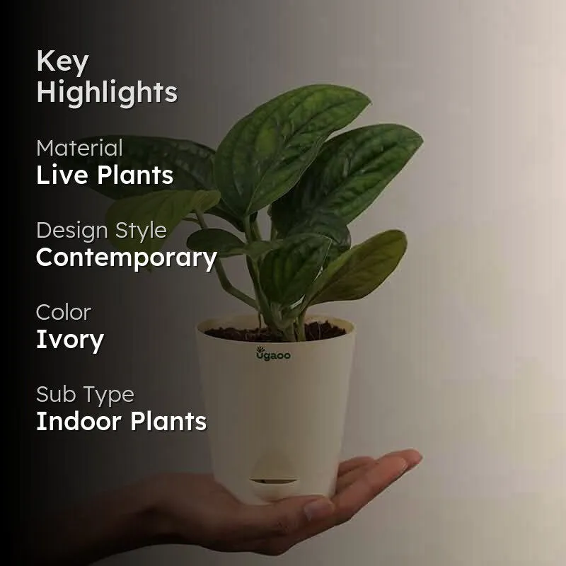 Ugaoo Monstera Peru Green Plant media 2