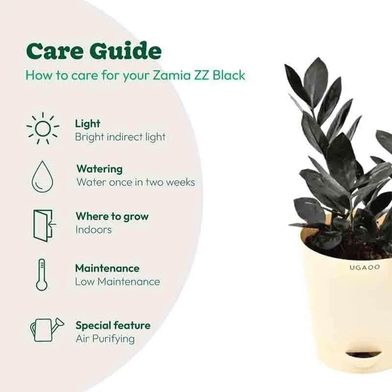 Ugaoo Zamia ZZ Black Plant media 9