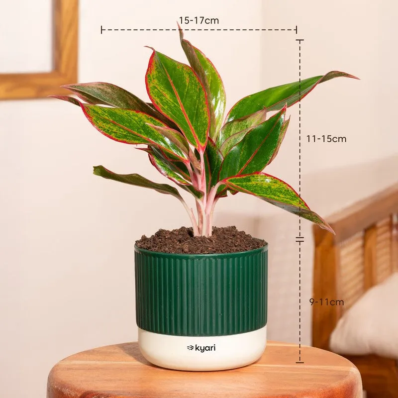 Kyari Agalonema Lipstick Plant with Self Watering Pot - Green media 7