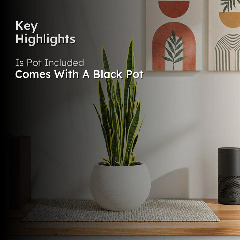 Plantae Artificial Snake Plant With Black Plastic Pot - 3.2 Feet media 2