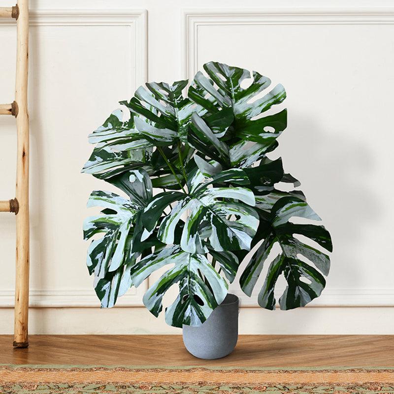Faux Everlasting Monstera Plant With Black Plastic Pot - 61 cm (2 ft) media 3