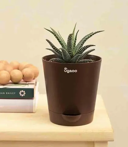 Live Plants
