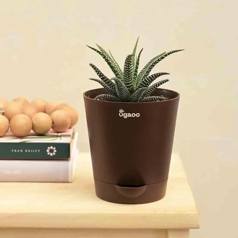 Ugaoo Haworthia Fasciata Plant media 1