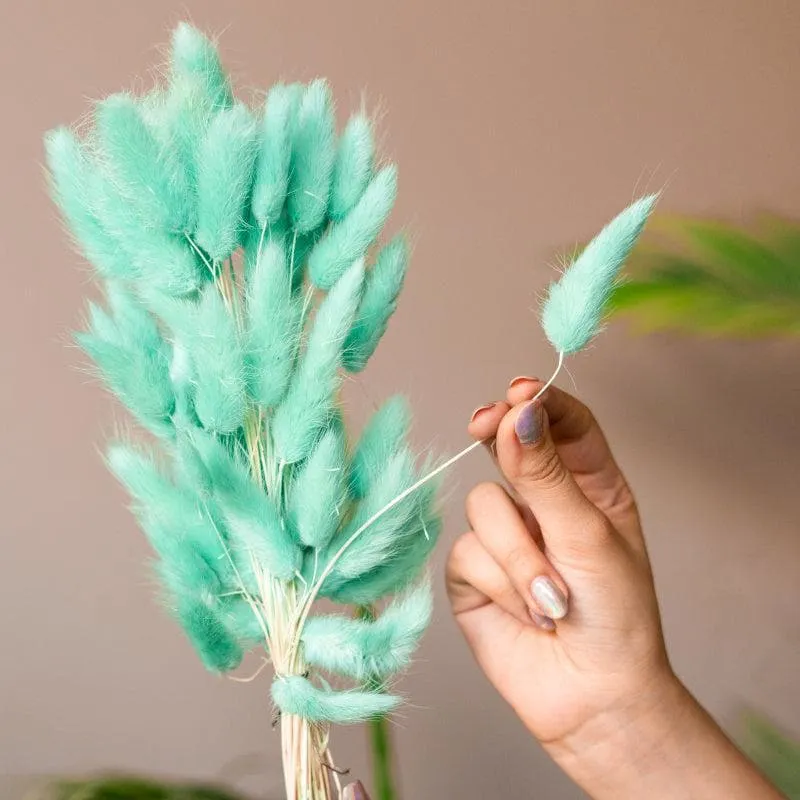 Naturally Dried Bunny Tail Stems (Mint Green) - Set Of Fifty media 3