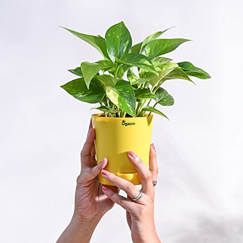 Ugaoo Money Plant Variegated media 7