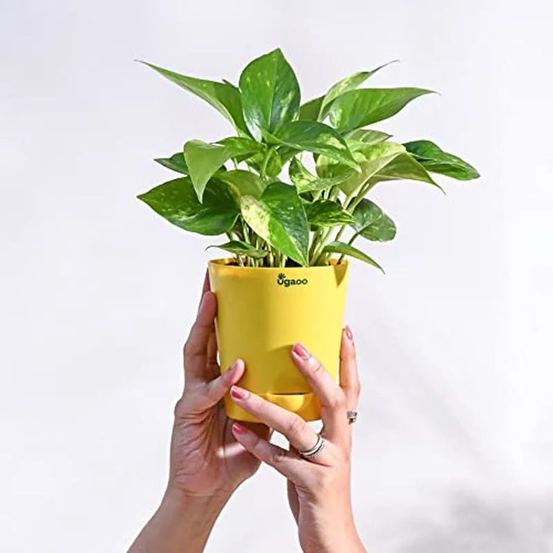 Ugaoo Money Plant Variegated media 7