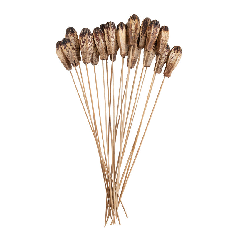 Naturally Dried Mehogany Stem - Set Of Ten media 4