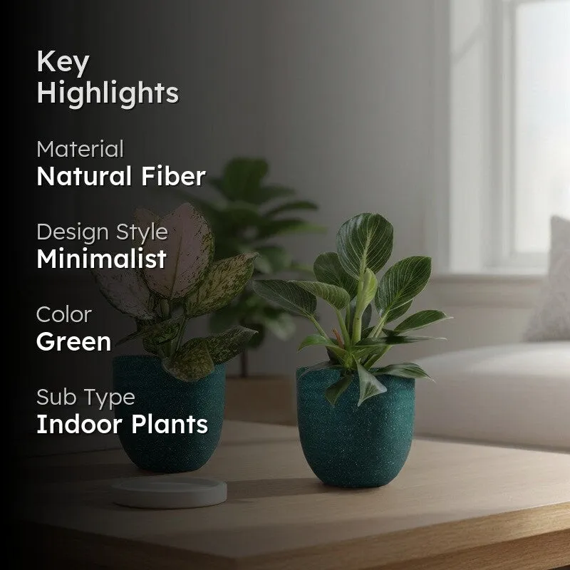 Greenkin Aglaonema Wishes & Birkin Live Plants (Green) - Set Of Two media 2
