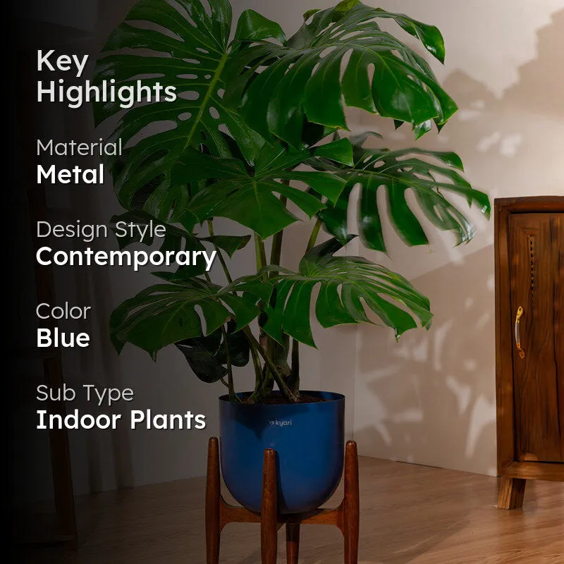 Kyari Monstera Deliciosa Plant With Metal Self Watering Pot (Blue) media 2