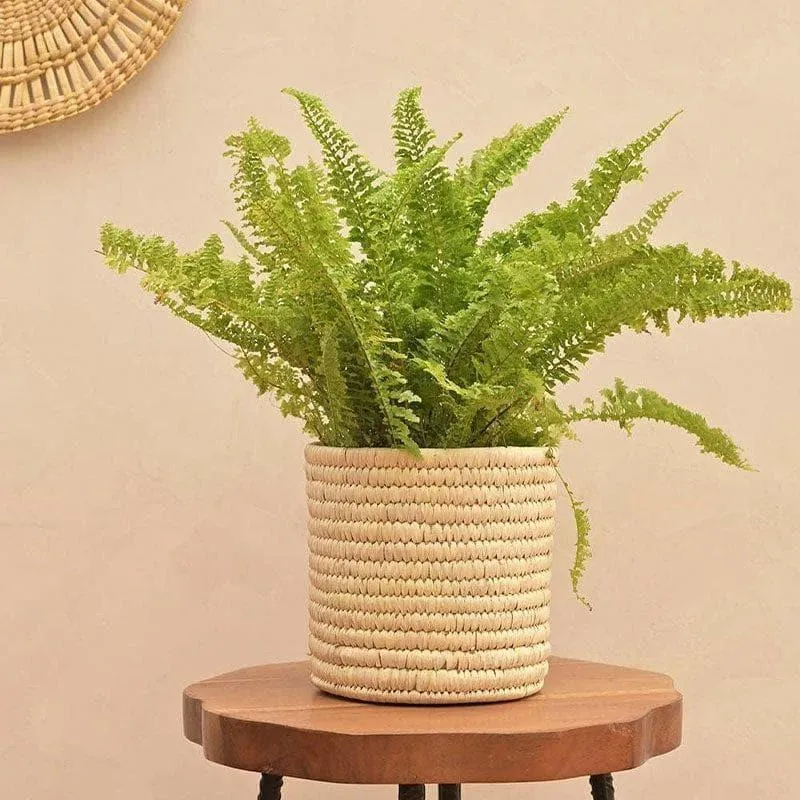 Ugaoo Date Palm Planter - 17 CM media 3