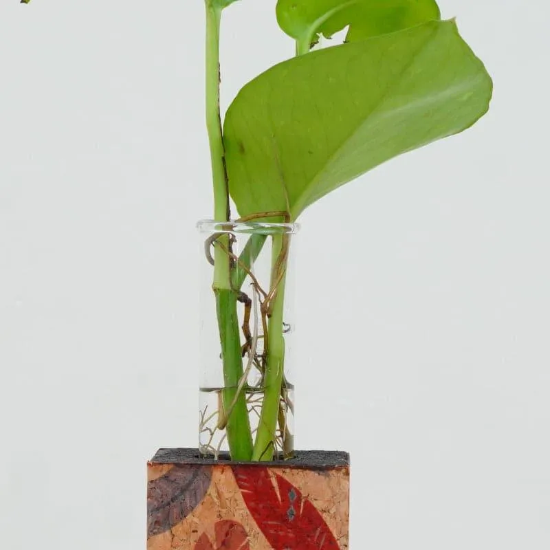 Feathery Cork Testube Planter media 4