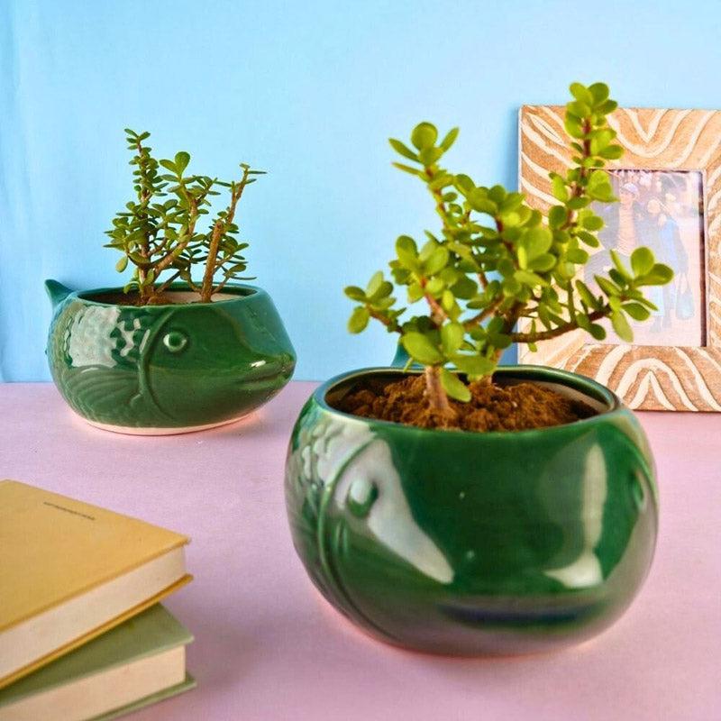 Catfish Green Planter media 3
