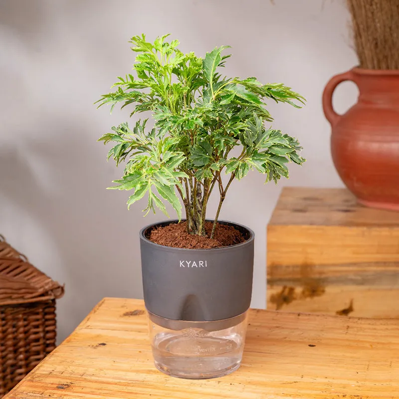 Kyari Aralia Green Plant With Self Watering Pot - Grey media 3