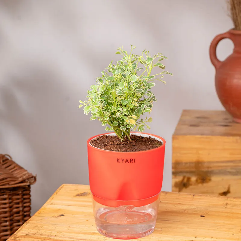 Kyari Aralia Variegated With Self Watering Pot - Red media 3