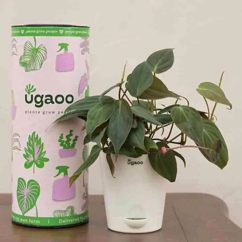 Ugaoo Philodendron Micans Plant media 4