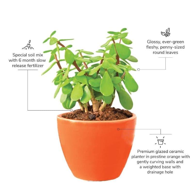 Ugaoo Good Luck Jade Plant With Apple Orange Ceramic Pot media 3