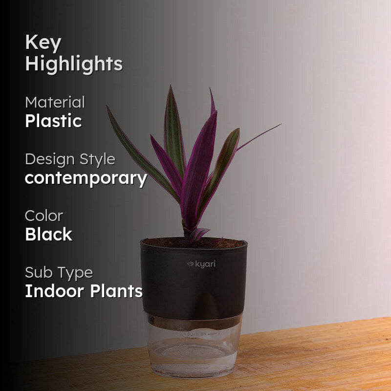 Kyari Rhoeo Tricolor Plant With Self Watering Pot - Black media 2