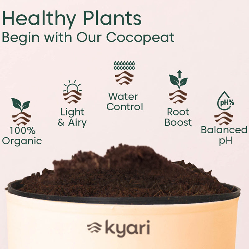 Kyari Rhoeo tricolor With Self Watering Pot - Ivory media 4