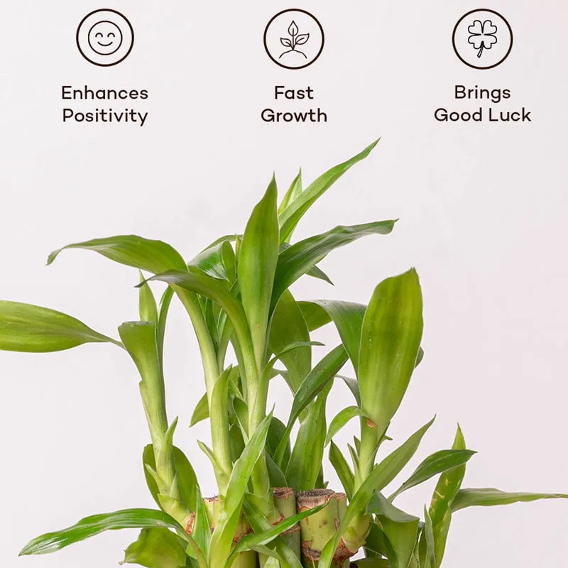 Kyari 2-Layer Lucky Bamboo With Self Watering Pot (Grey) - 18 cm media 4
