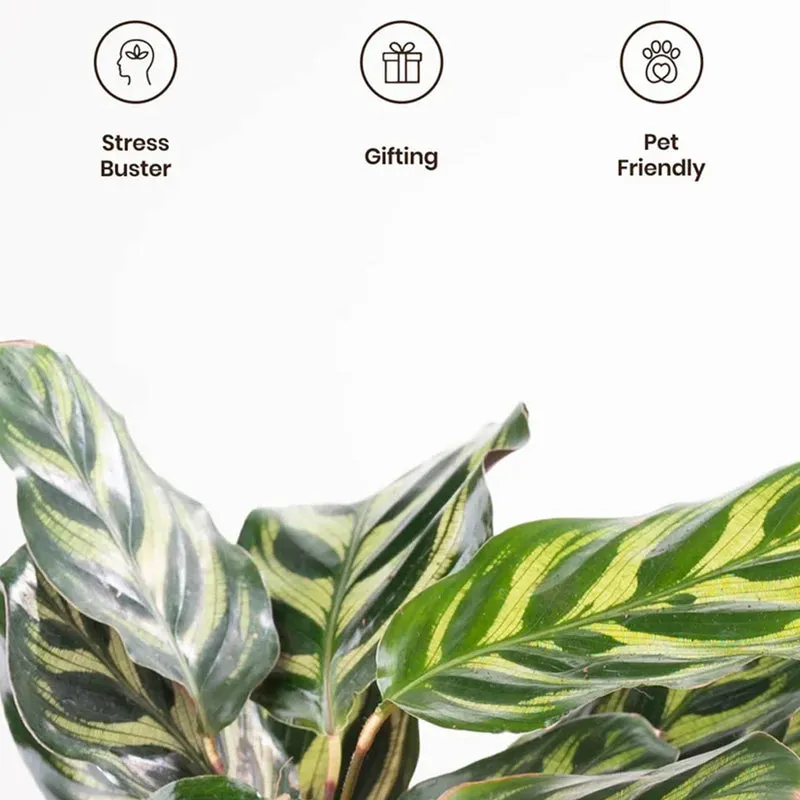 Kyari Peacock Plant With Self Watering Pot (Yellow) - 18 cm media 4