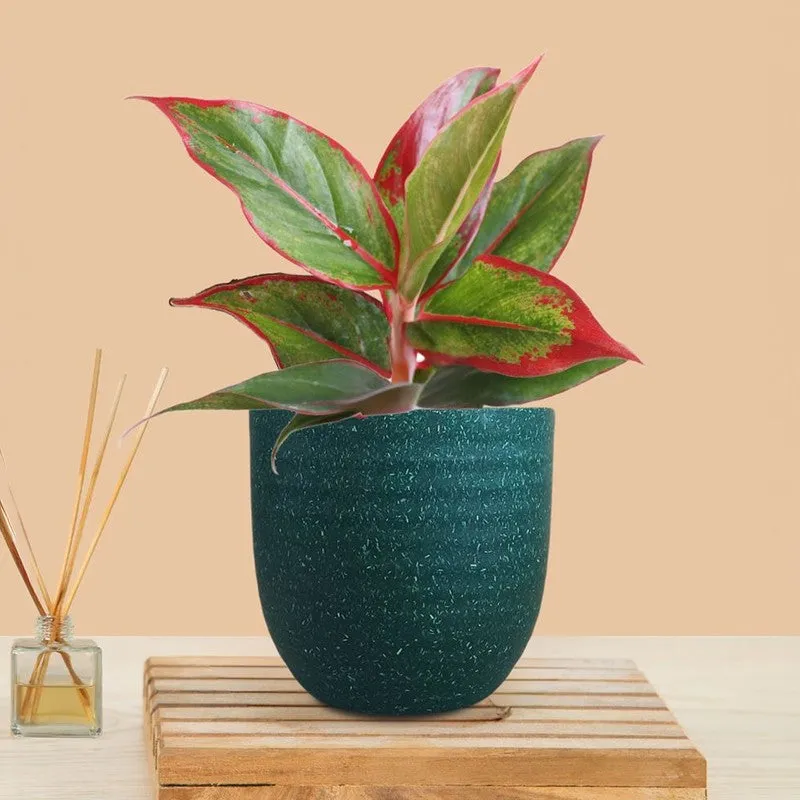 Greenkin Aglaonema Red Lipstick Live Plant - Green media 3