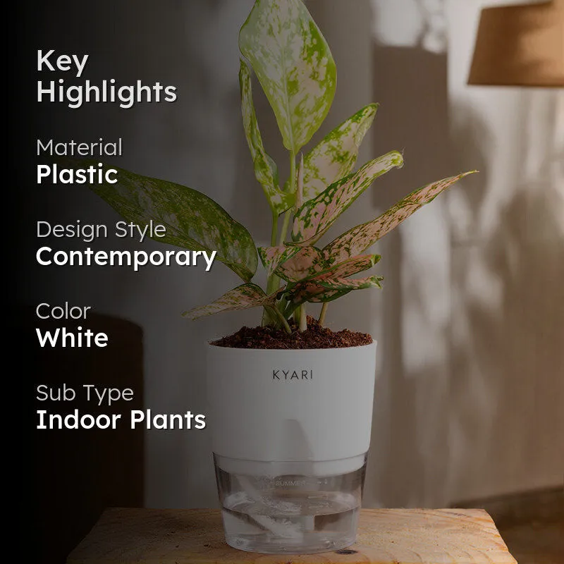 Kyari Aglaonema Snow White With Self Watering Pot - White media 2