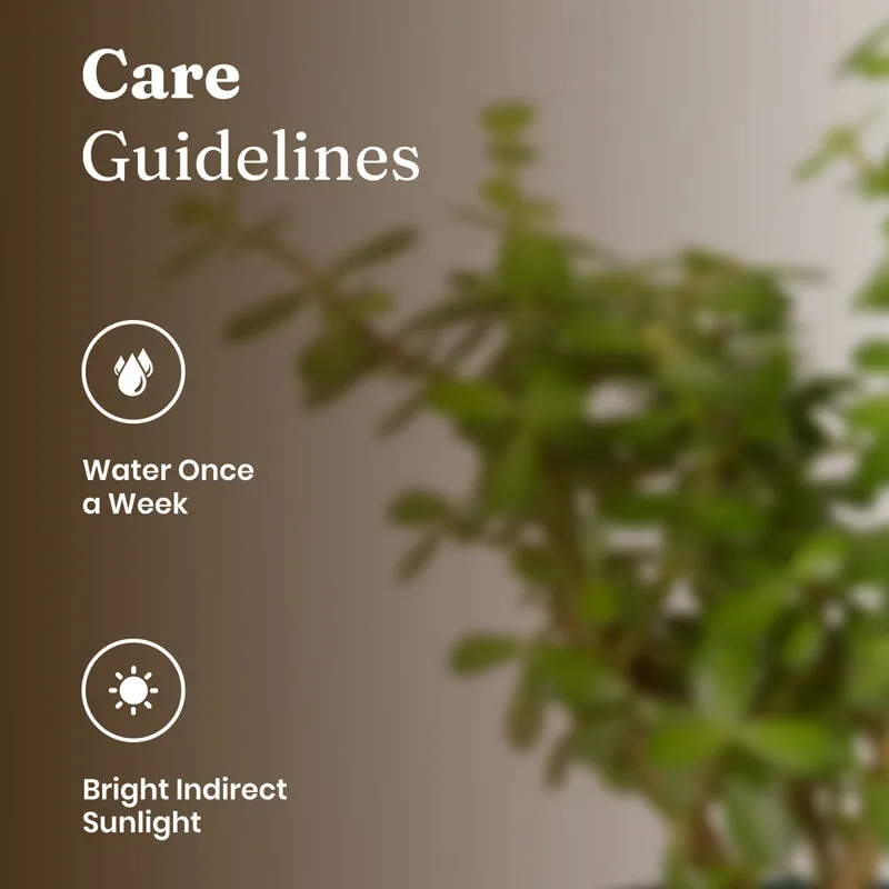 Kyari Lucky Jade Plant With Metal Self Watering Pot - Blue media 5