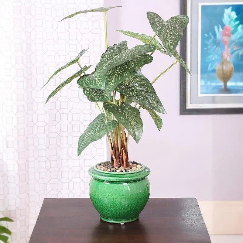 Faux Caladium Bonsai In Ceramic Pot (59 cms) - Green media 1