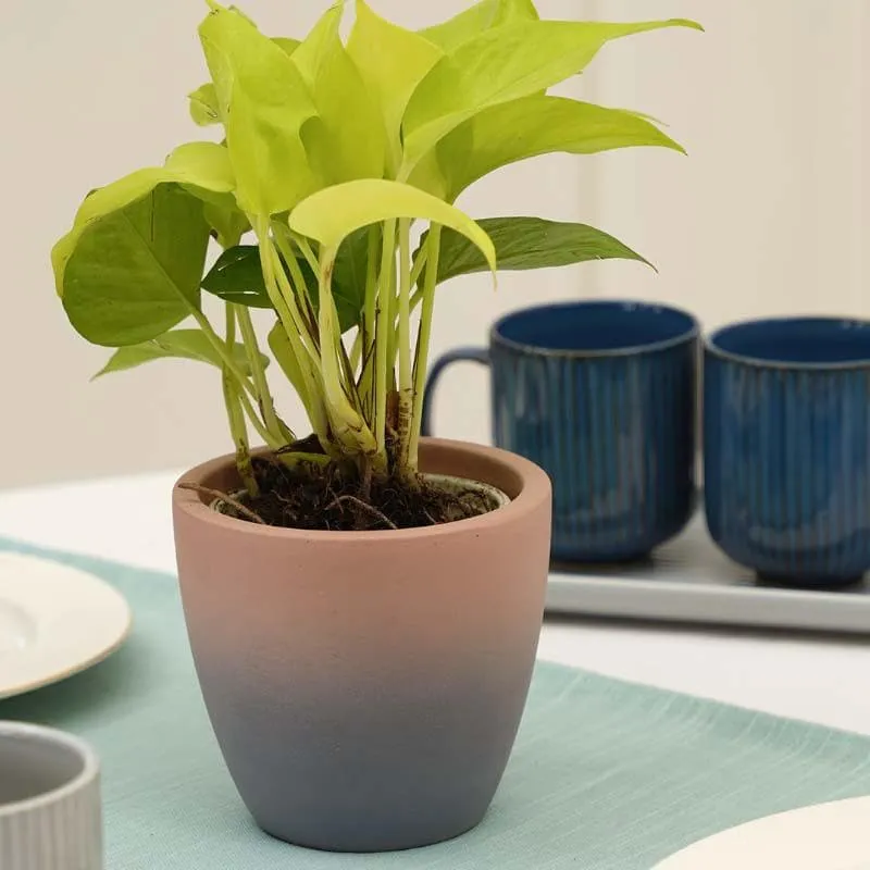 Ombre Planter media 3
