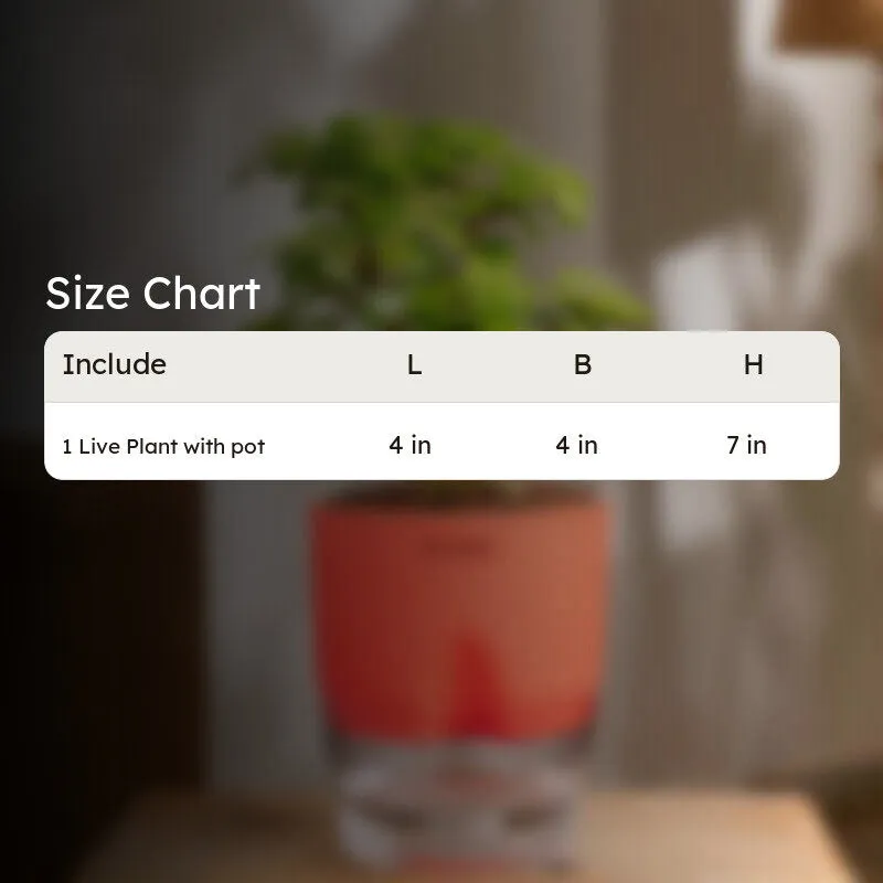 Kyari Jade Plant With Self Watering Pot (Red) - 18 cm media 7