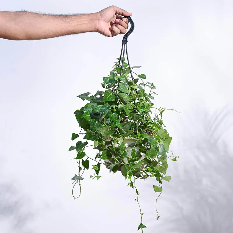 Ugaoo English Ivy Plant In Hanging Planter media 1