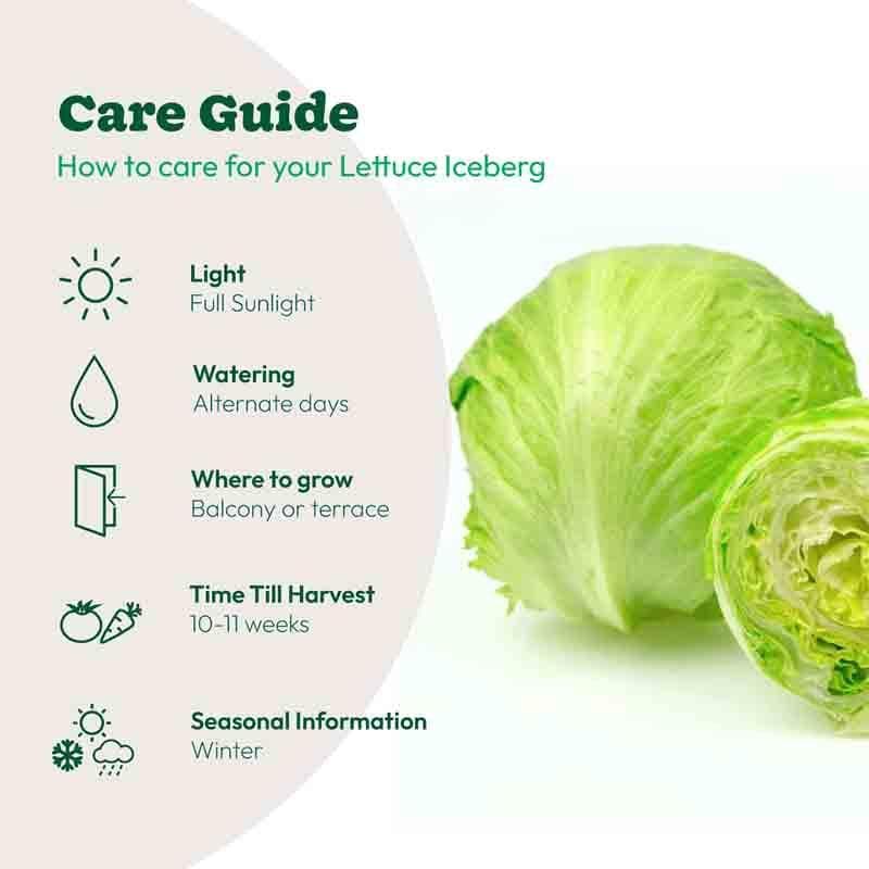 Ugaoo Lettuce Iceberg Seeds (Round) media 3