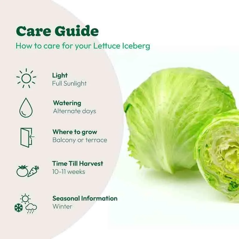 Ugaoo Lettuce Iceberg Seeds (Round) media 3