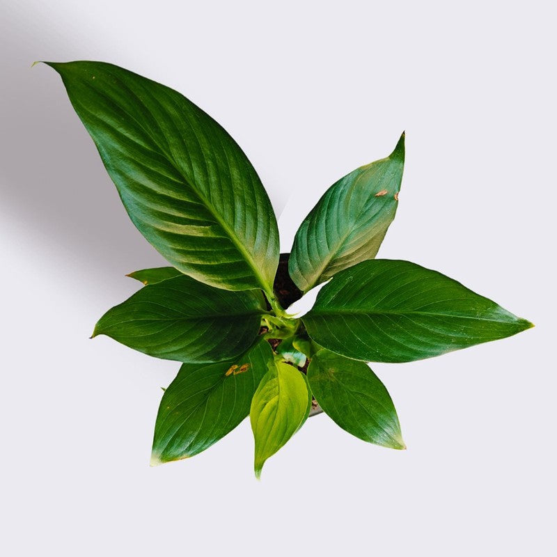 Greenkin Aglaonema Lipstick & Lily Live Plants (Red) - Set Of Two media 7