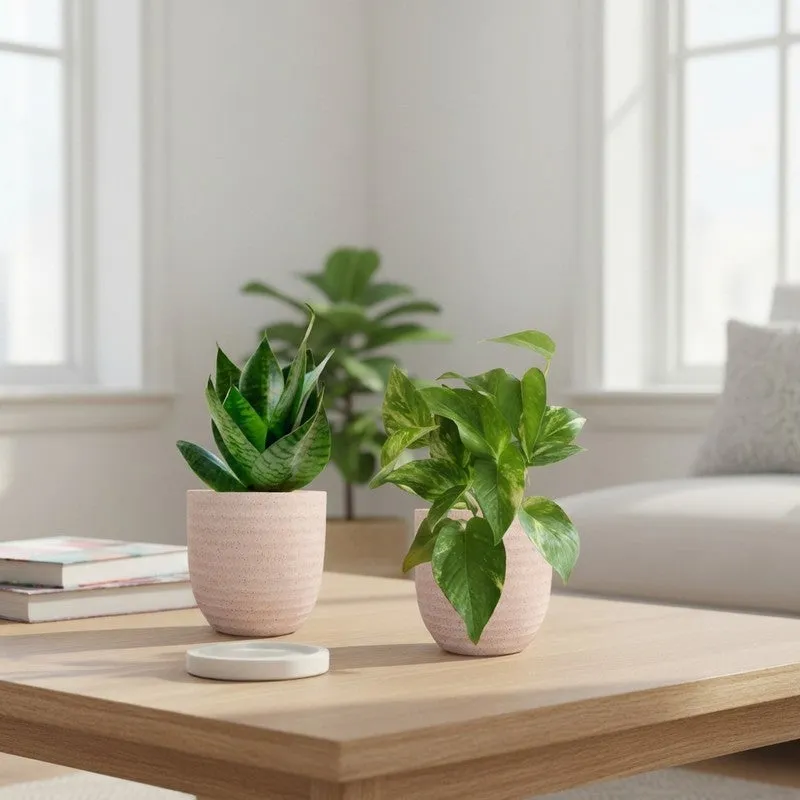 Greenkin Money Plant Gold King & Snake Live Plants (Ivory) - Set Of Two media 1