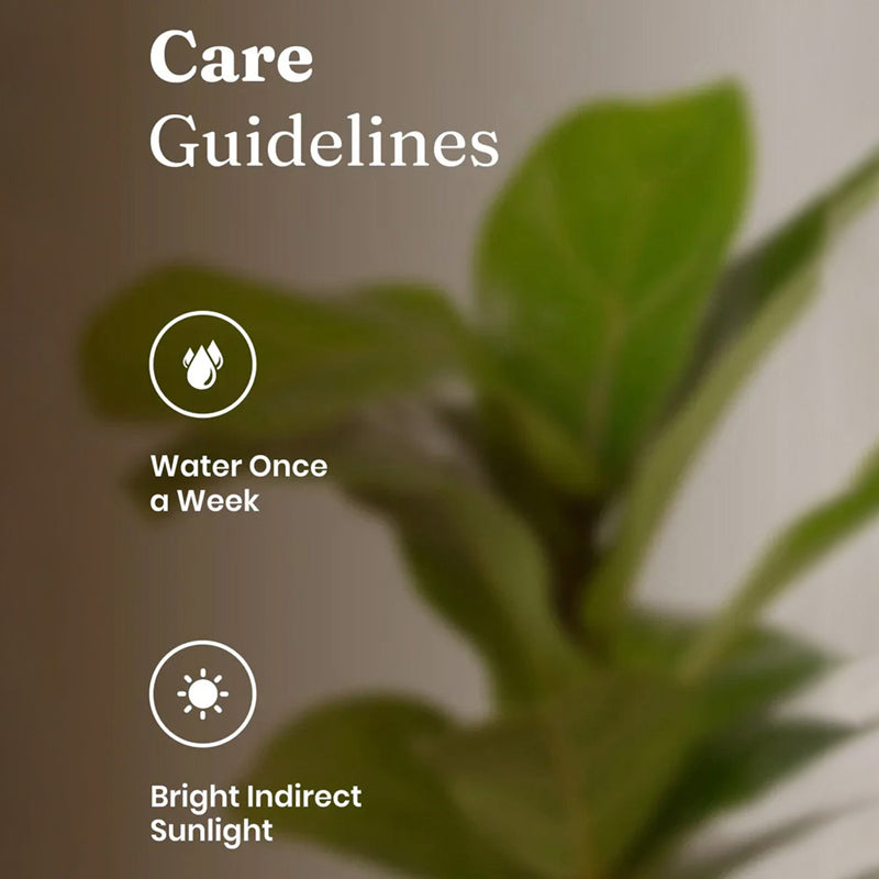Kyari Fiddle Fig Plant With Self Watering Pot (Grey) - 18 cm media 5